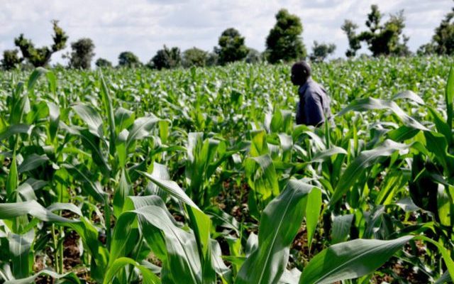 Edo_Govt_Supporting_Agripreneurs_To_Ensure Food Security, Economic Devt